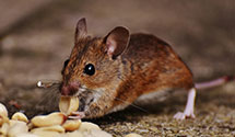 24 Hour & Emergency Exterminators in Naches, WA